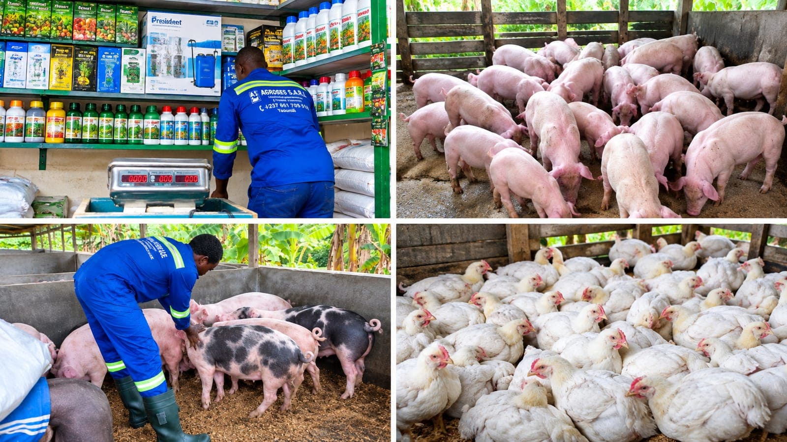 Exploitation agropastorale AGRO SERVICES SARL au Cameroun