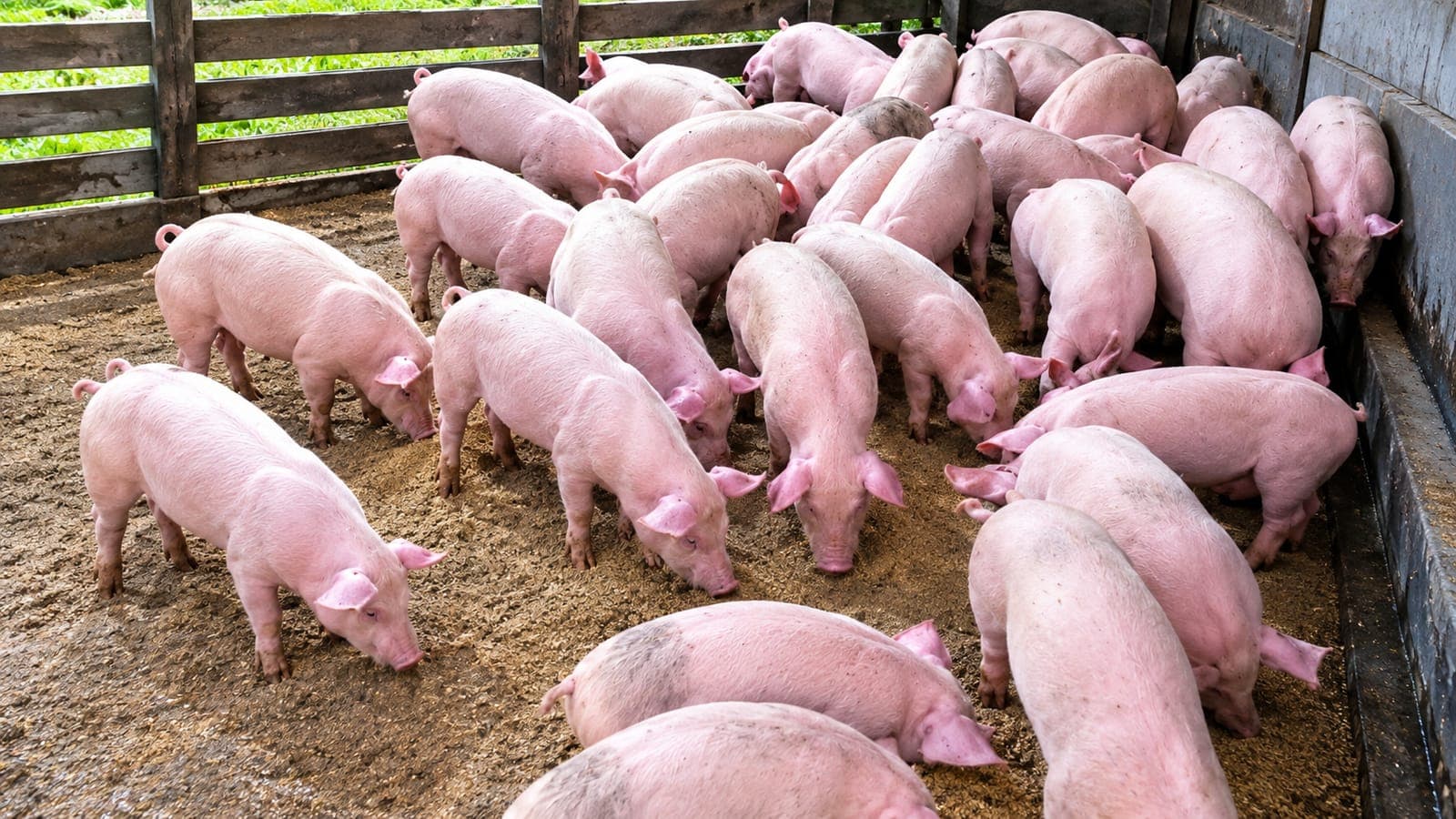 Porcs en engraissement dans les loges de la ferme AGRO SERVICES SARL