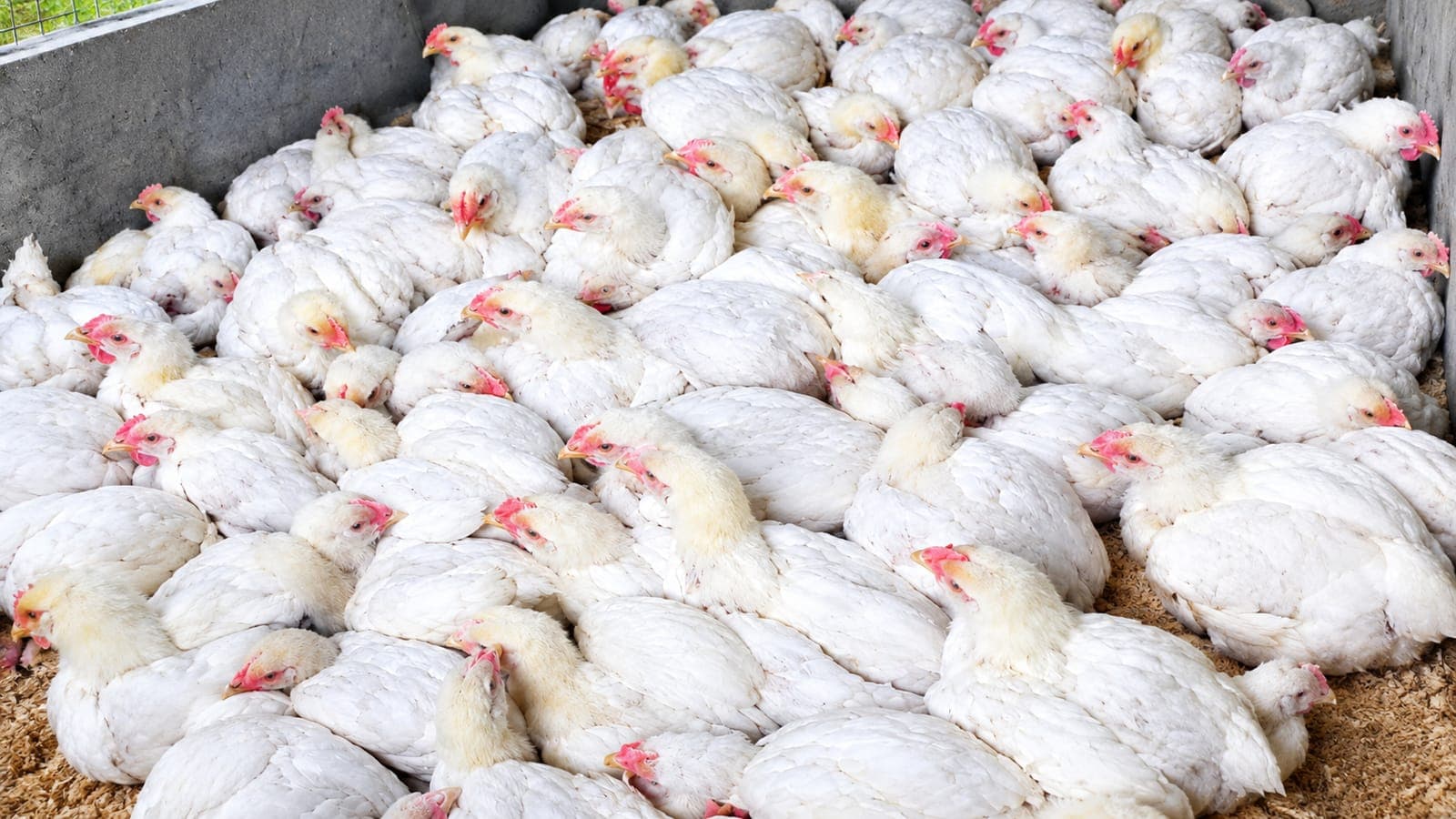 Poussins en élevage au sol chez AGRO SERVICES SARL